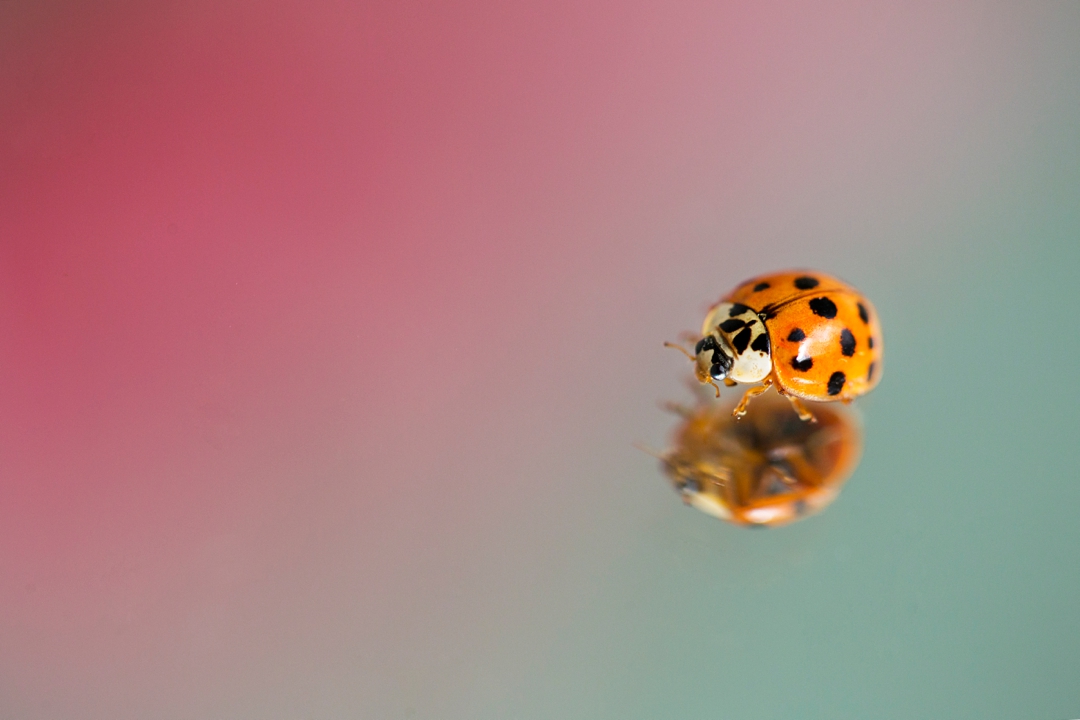 Ladybug Reflections 