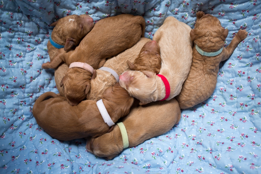 Sweet Puppies