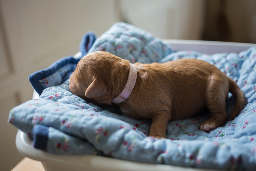 pink collar female