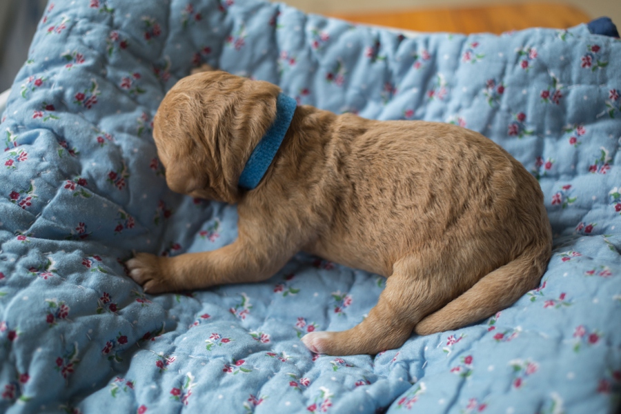 Blue Collared Puppy Male