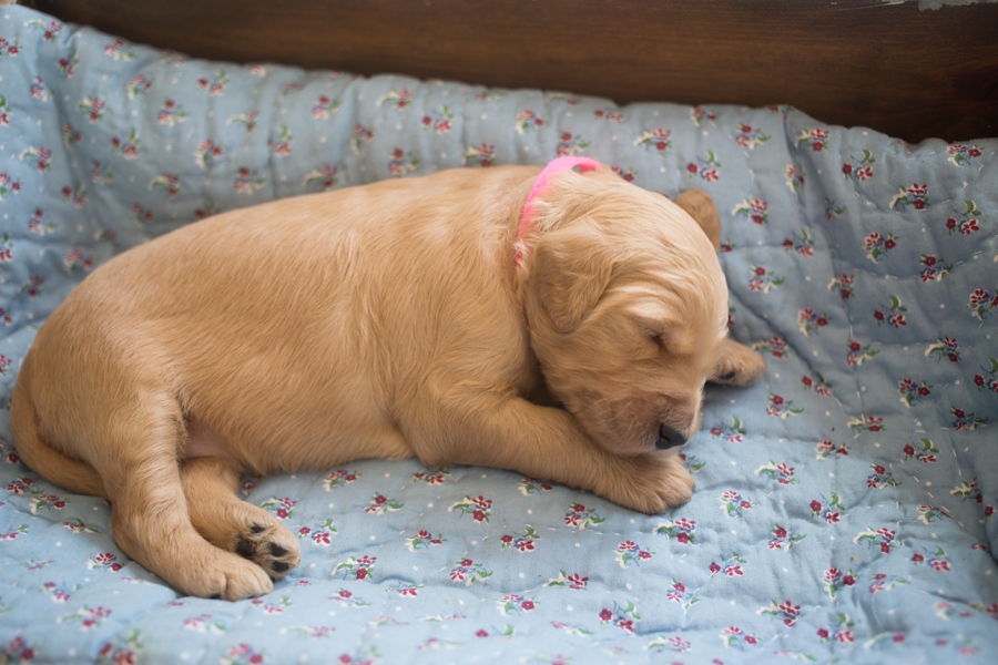 Cuddly Pink