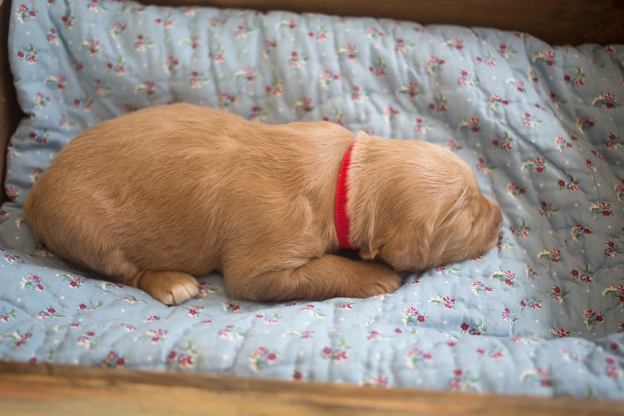 Cuddly Red