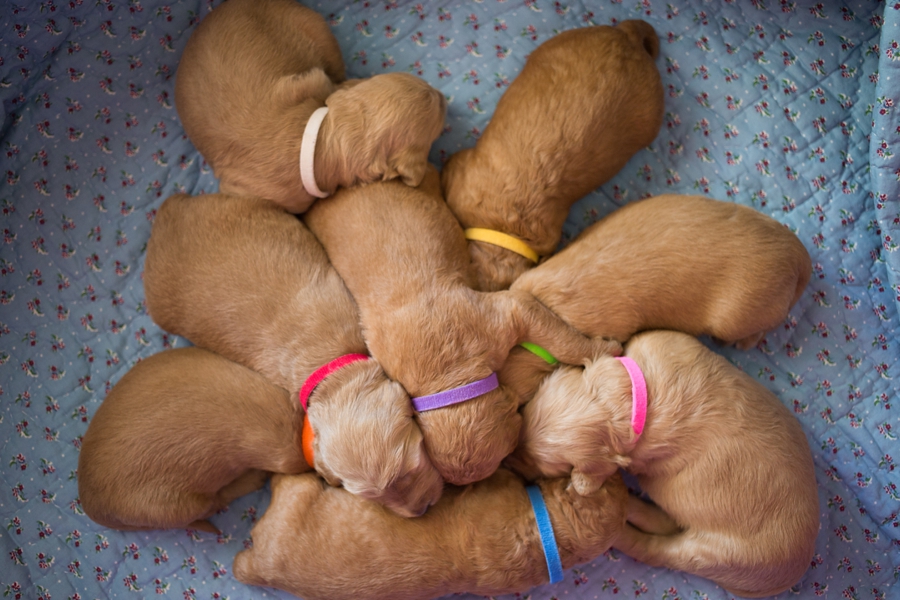 Sleepy Puppy Pile