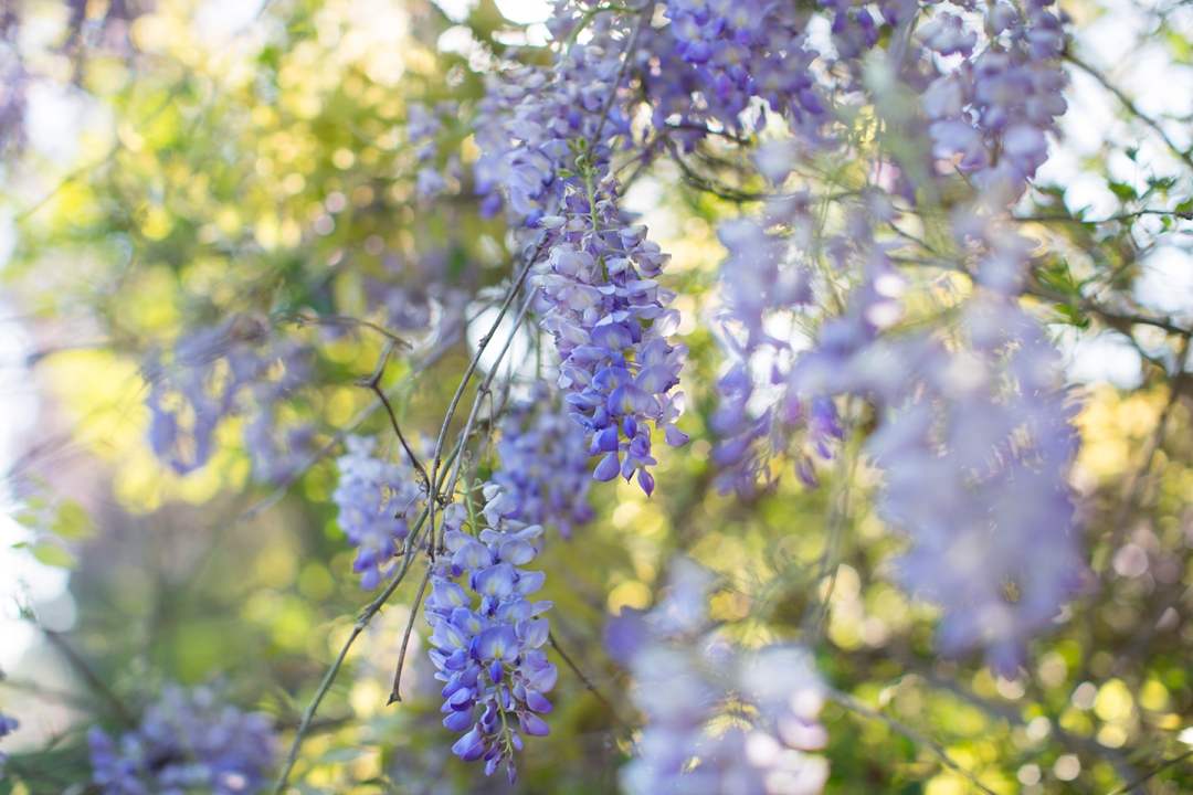 Lovely Wisteria